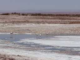 CHILE &raquo; 01-03-LAGUNE_CEJAR_TEBINQUICHE